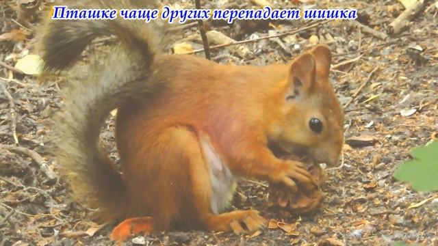 Белки в парке "Зелёный Остров". Блаженство лета... смотреть онлайн
