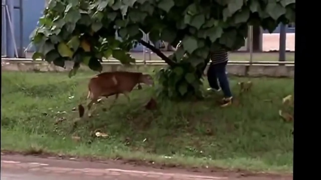 агрессивный баран