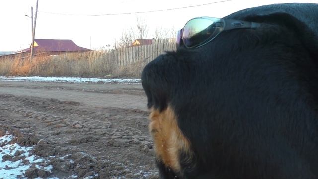 Смешная собака. Очки на попе. Ротвейлер смотреть онлайн