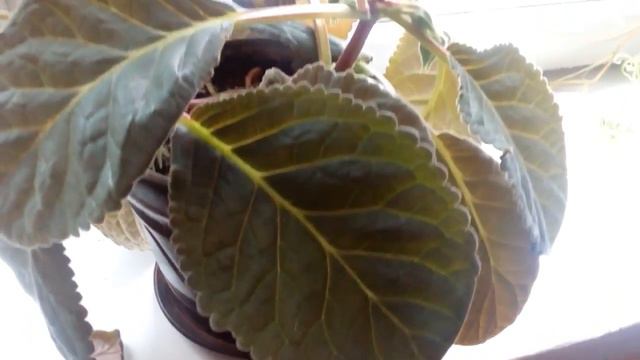 ГЛОКСИНИЯ.Шикарный цветок, неописуемая красота смотреть онлайн