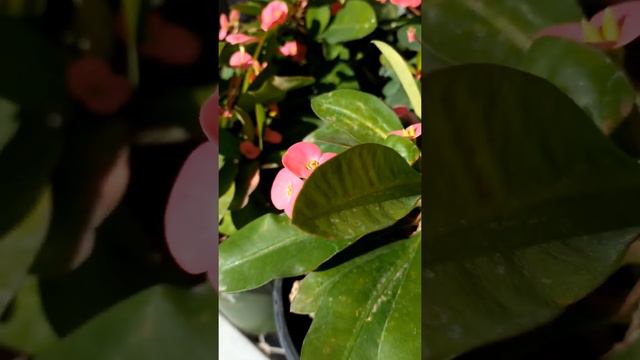 Crown of thorns plant (Euphorbia milii) (ต้นมงกุฎหนาม) (ต้นโป๊ยเซียน) смотреть онлайн