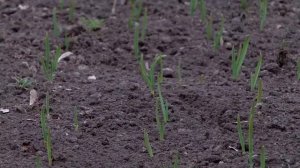 Что делать с чесноком весной