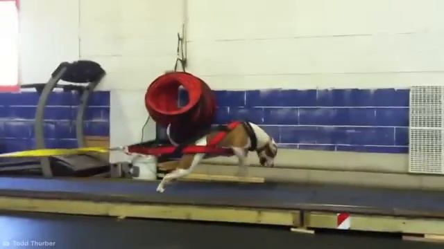 Самые Сильные Породы Собак