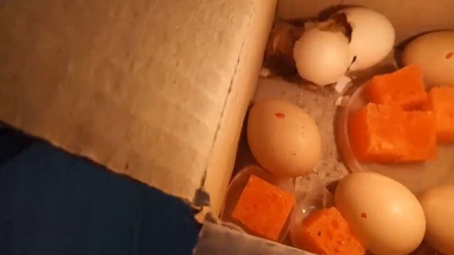 КАК СДЕЛАТЬ ИНКУБАТОР. Инкубатор из коробки и лампы смотреть онлайн