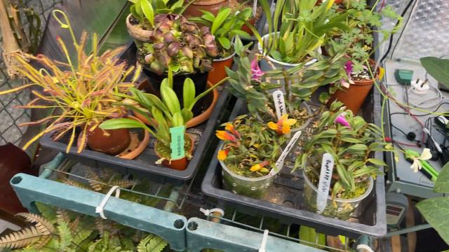 More Spring Growth - & Puppy Chaos!
