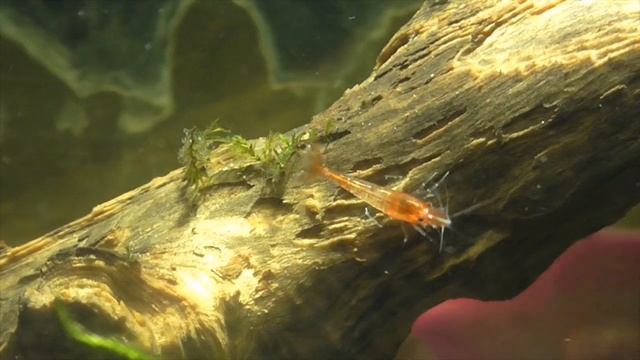 Как заставить креветок сношаться смотреть онлайн