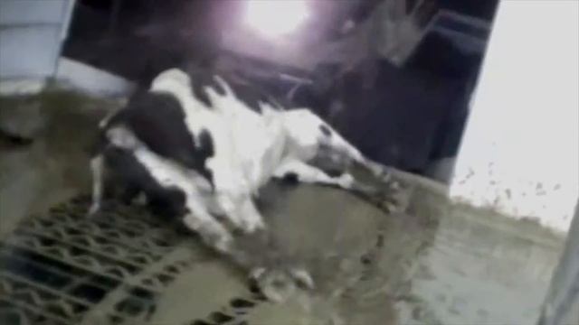 Вся правда о молоке! Польза или вред? смотреть онлайн