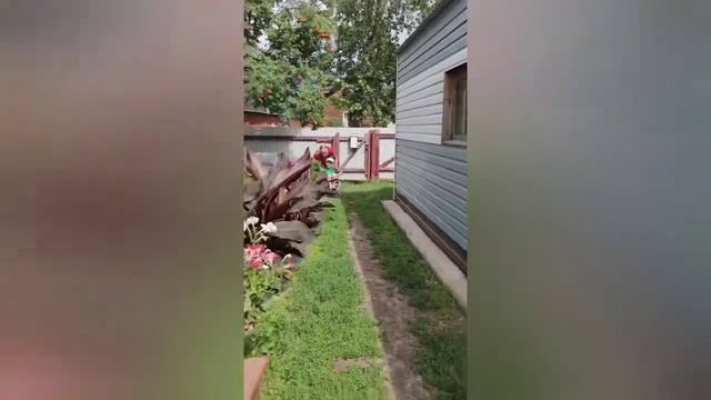 Панкрушиха. Приколы нашего двора 😁 смотреть онлайн