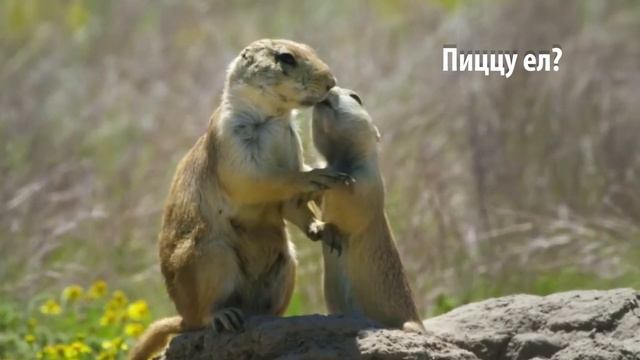 Зачем ЦЕЛУЮТСЯ Луговые собачки? смотреть онлайн