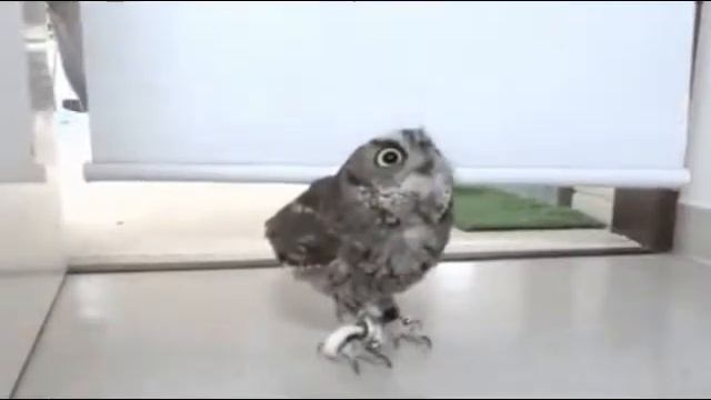 ЛУЧШИЕ GIF смотреть онлайн