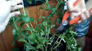 Стевия на подоконнике. Сбор урожая стевии 2020.