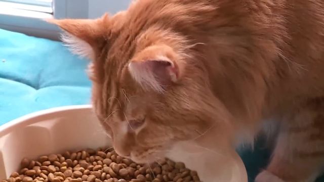 Лайки и котики: что нужно знать, прежде чем завести мейн-куна смотреть онлайн