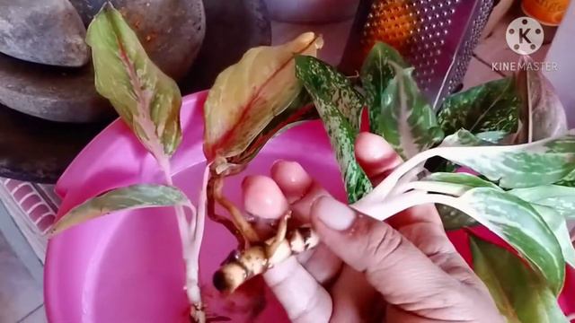 wow...cara merawat bunga aglonema beli online,,agar tumbuh subur😊😊☺ смотреть онлайн