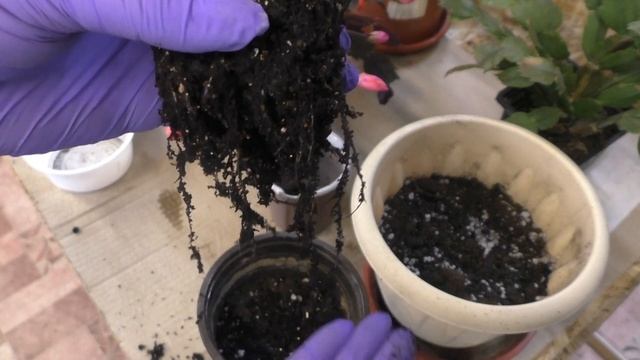 Декабристы. Цветение, ревизия, пересадка