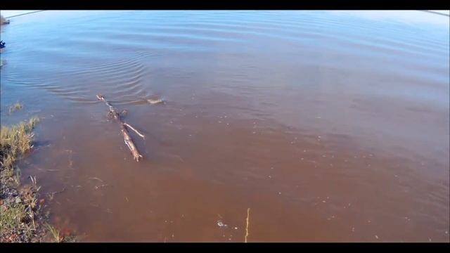 Строймарафон