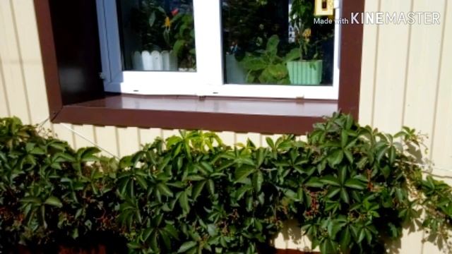 Девичий виноград.Лиана.Зеленая изгородь.Украшение сада.Посадка выращивание и уход. смотреть онлайн