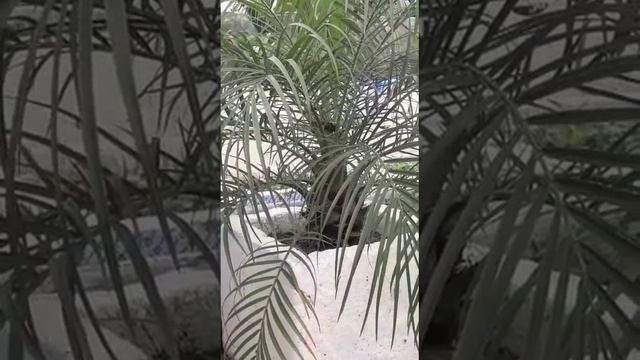 #Beutiful garden #TRENDING #VIRAL #short #video смотреть онлайн