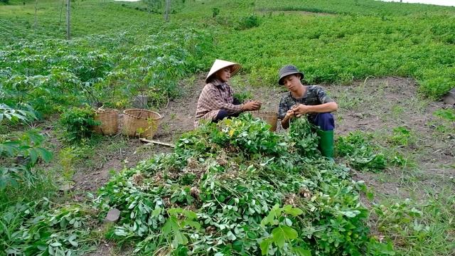 Full video of building a new farm | Harvest agricultural products, raise livestock and poultry смотреть онлайн