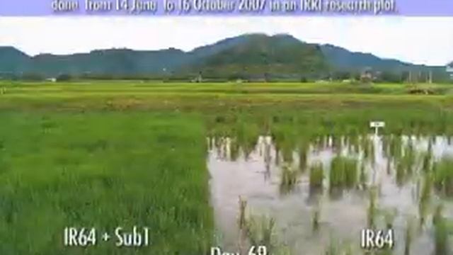 Time-lapse video shows flood tolerance in rice (40 seconds) смотреть онлайн