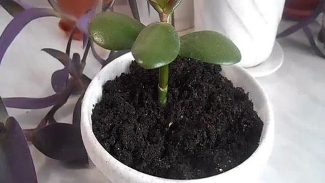 Крассула Crassula/ посадка, уход