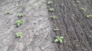 Боронование. Штригельная борона EINBÖCK Aerostar 1200  по всходам подсолнечника.