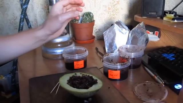 Кальян на дыне смотреть онлайн
