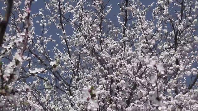 Запах Весны.В Луганске цветут абрикосы. смотреть онлайн