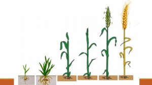 МБДОУ №20| Откуда берется хлеб на нашем столе ОБУЧАЮЩАЯ ПРЕЗЕНТАЦИЯ