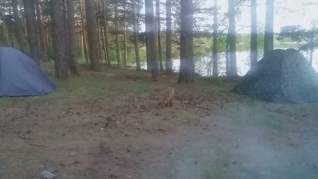 рыбалка озеро Снетковское и Ближнее смотреть онлайн