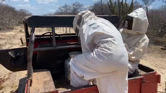 BRUTINHO ENTRA EM APIÁRI0 E ABELHAS ATAC4M ELE смотреть онлайн