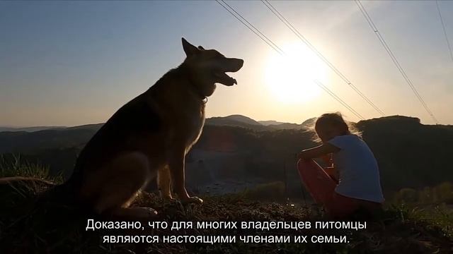 Настоящая химия: узнайте, как наличие питомца влияет на ваш мозг смотреть онлайн