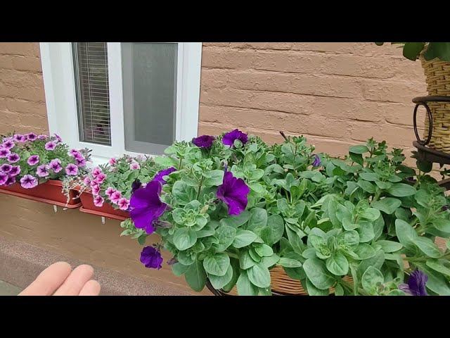 Мой цветущий дворик. Уголок моей души. Обзор в конце мая. Какими цветами можно украсить зону отдыха. смотреть онлайн