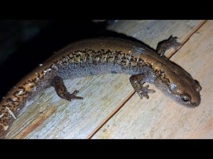 Золото в щетках 3