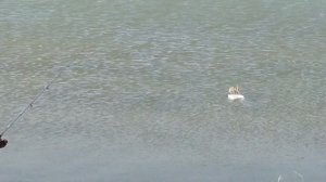 Супер дальний заброс на пеленгаса