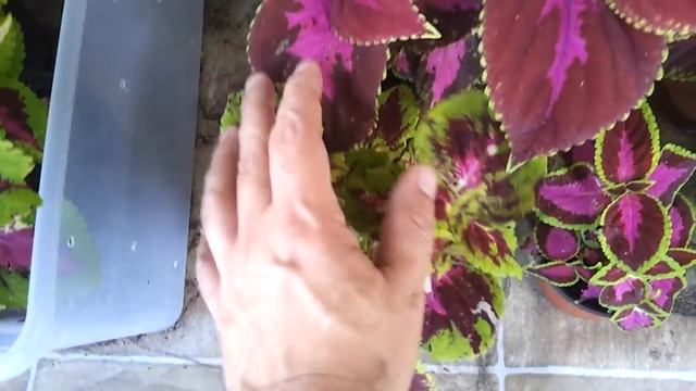Coleus Rainbow Mix