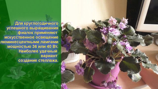 Сенполия Saintpaulia - фиалка узамбарская цветет, как ухаживать - все секреты в одном видео смотреть онлайн