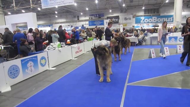 6 Сравнение кобелей леонбергер 8.12.2019 смотреть онлайн