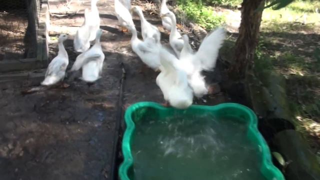Ducks Won't Swim! My Pekin Ducks Are Afraid of Water... смотреть онлайн