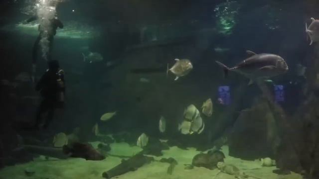 Трое на Русское Море#10#Адлер#Океанариум смотреть онлайн