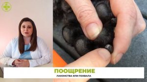 Если собака боится стричь когти // Как помочь