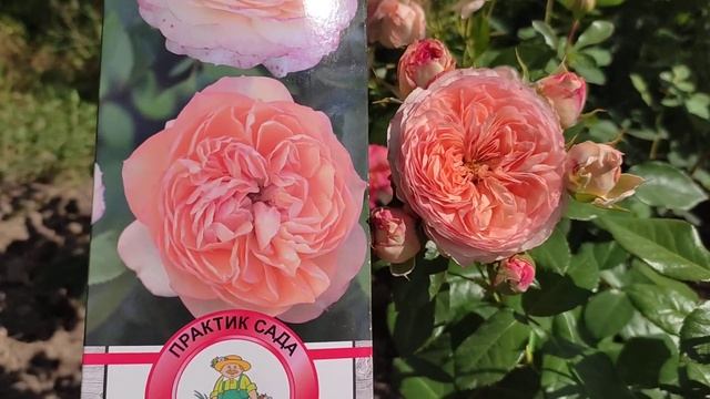Роза " Сурир де Хавр" (Sourire du Havre) смотреть онлайн