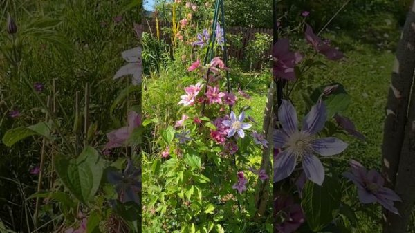 Клематисы Rosamund, Blue River, Hudson River, East River 08.07.23