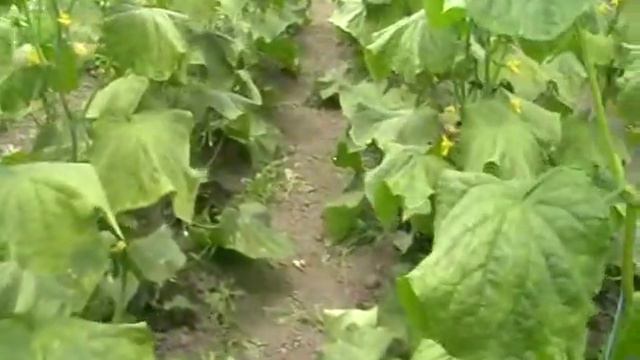 болезни огурцов смотреть онлайн