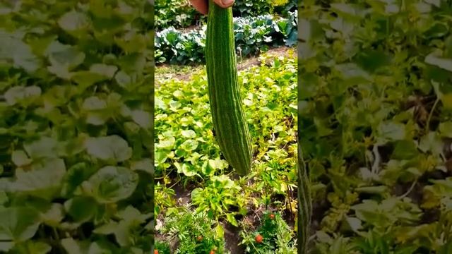 Армянский огурец из своего огорода. смотреть онлайн