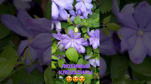 Любимые клематисы 🤩