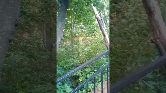 Стоны сломанного дерева смотреть онлайн