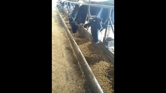 Кормовой экструдер. Кормление КРС экструдированным кормом. Оборудование для животноводов по России! смотреть онлайн