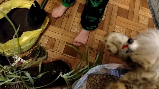 Пересаживаем цветы. смотреть онлайн