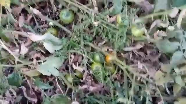 428- 24.09.2023. Цветение плодоношение круголетьнее. смотреть онлайн
