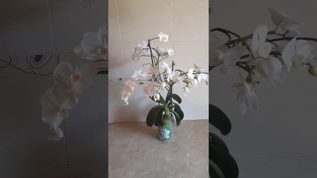 Мой белый фаленопсис/My white phalaenopsis смотреть онлайн